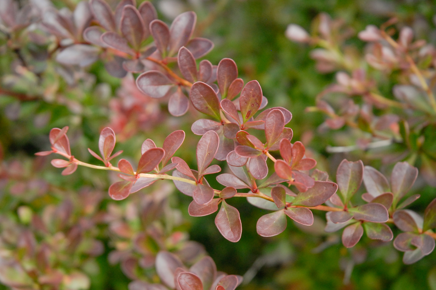 Crimson Pygmy Barberry
